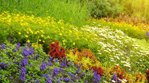 Dans un grand vent de fleurs