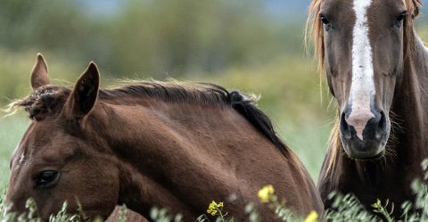 Constellations Humains & Chevaux