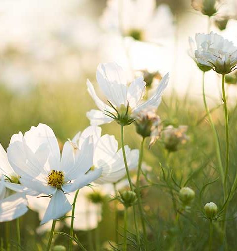 26 mei.Het natuurschoon en het sacrale