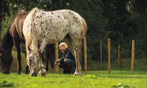 Uitgetest: blind date met paarden